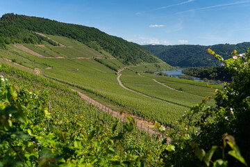 With the bike on the cycle path through the countryside along the river Moselle in Rhineland-Palatinate from Trier to Koblenz in summer