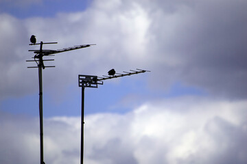 Silhouettes of birds perched on TV antennas against a dramatic, beautifully lit blue sky with fluffy clouds
