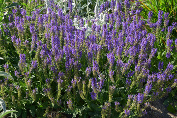 Obraz premium meadow sage plant in bloom in the healthy herb garden