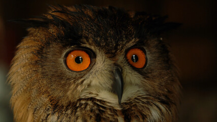 A beautiful barn owl perched