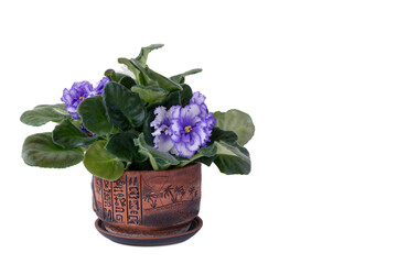 Lush purple violets in a pot. Isolate on white background with copy space. Close-up.