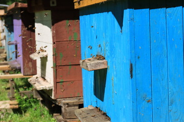 bees fly to the notch in the hive