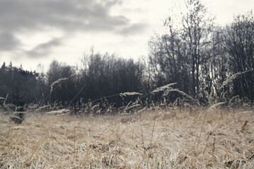 Moody view of dry grass in field, leafless trees in background, early spring, winter or autumn season, gloomy cloudy day