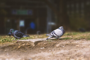 pigeon bird in city park, vintage filter