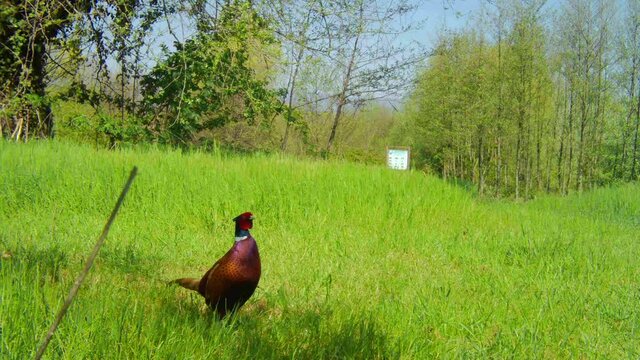 Colourful Male of Pheasant Flaping the Wings in a Grass Meadow in a Sunny Day. The common pheasant (Phasianus colchicus) is a bird in the pheasant family (Phasianidae). Animals, birds and wildlife 4k