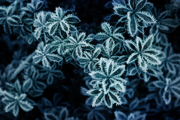 garden plant covered with hoarfrost