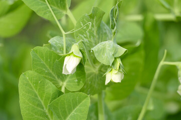 Obraz na płótnie Canvas Closeup from blossom of green peas