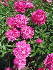 Pink flowers peonies on a sunny day - flowers background. Beautiful bright colorful spring floral pattern with backlit by sunlight in the garden on a sunny day.
