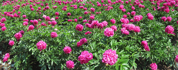 Pink flowers peonies on a sunny day - flowers background. Beautiful bright colorful spring floral pattern with backlit by sunlight in the garden on a sunny day.