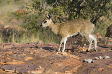 Fototapeta premium Sturdy female Klipspringer closeup standing tiptoe on a rock in Mapungubwe, South Africa