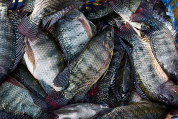 Nile tilapia (Oreochromis niloticus) freshly caught from reservoir.