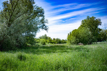summer landscape with trees