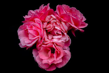 Naklejka premium pink roses, macro photography