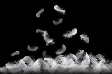 Group of light fluffy a white feathers falling down in the air. black or dark background. Feather abstract background.