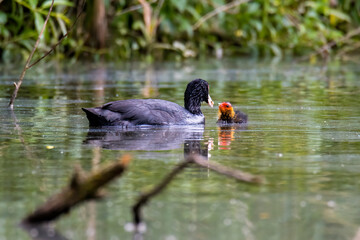 The Eurasian Coot (Fulica atra), also known as Coot, is a member of the rail and crake bird family, the Rallidae.