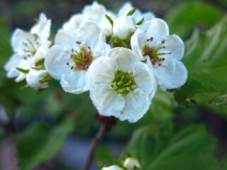 Fototapeta premium a young Apple tree blooms beautifully with white flowers in the spring in the garden