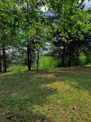 Naklejka premium Spring landscape. A lawn in the shade of trees.