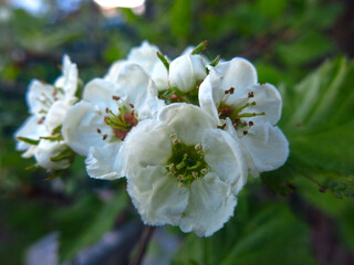 a young Apple tree blooms beautifully with white flowers in the spring in the garden