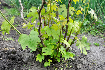 
close-up of vegetating grape vine before the  flowering