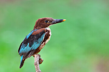 White-throated Kingfisher