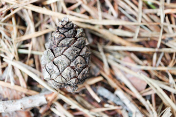 close up of pine cone on the pine needles in the forest