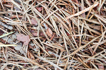 pine needles on the ground macro view