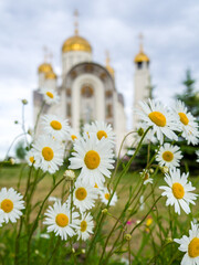 Daisies on the background of the Church