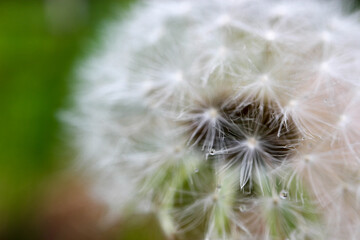 Fototapeta premium white dandelion blowball with seeds on green background with water drops after the rain closeup