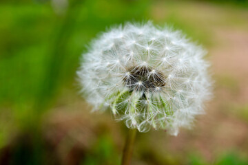 white dandelion blowball with seeds on green background with water drops after the rain closeup