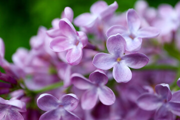 close up of beautiful purple lilac flowers