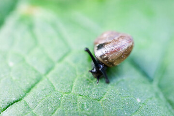 feeding small snail on a green leaf macro view