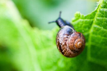 feeding small snail on a green leaf macro view