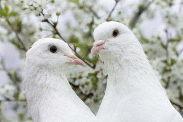 Two white doves with love. Valentine and Sweetest day concept. Couple of pigeons bird on the tree with background of blossom gardens.Love end familly concept.Couple of lover bird. together concept