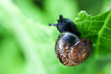 feeding small snail on a green leaf macro view