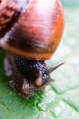 Large snail on a leaf macro view