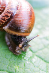 Large snail on a leaf macro view