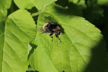 Merodon equestris - Gemeine Narzissen-Schwebfliege 