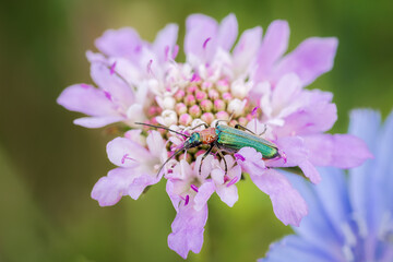 emerald green beetle, spanish fly, Lytta vesicatoria, feeding from a wild magenta flower making natural complementary colors