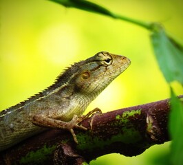 iguana on a branch