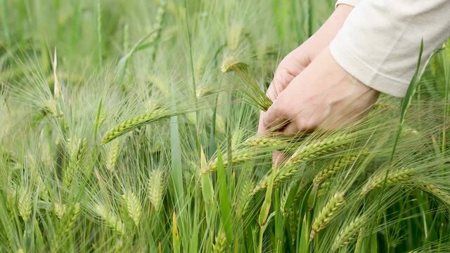 Hand of woman touching green wheat. Plant, nature, rye. Agriculture harvest grove. Close Up of farmers hand over wheat growing in summer day. Agricultural growth and farming concept.