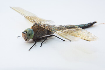 Darners Aeshnidae . Southern Hawker dragonfly Blue Darner on white background . Aeshna cyanea . Blue-eyed darners Dave Welling Nature Photography .
