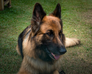 german shepherd dog
