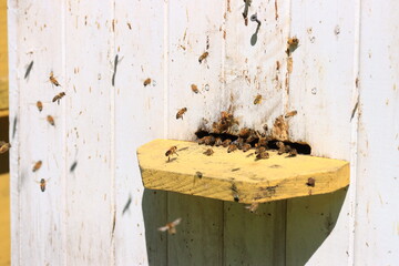 bees fly to the notch in the hive
