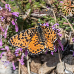 butterfly - papillon