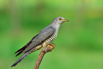 himalayan cuckoo