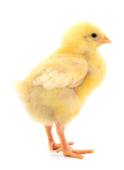 One yellow chicks.