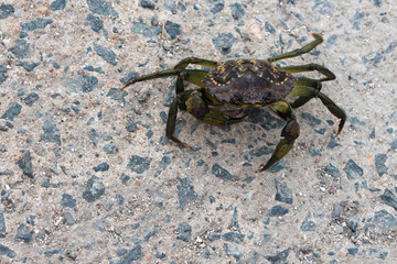 Petit crabe vert de la côte Atlantique