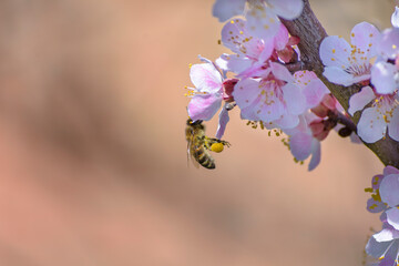 A bee enjoying the nectar on a flower apricot tree.