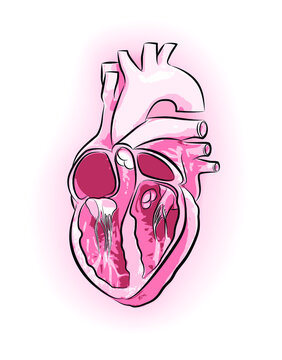 Illustration of a heart with veins and arteries in three-dimensional images. Vector