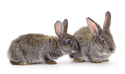 Gray rabbits isolated.